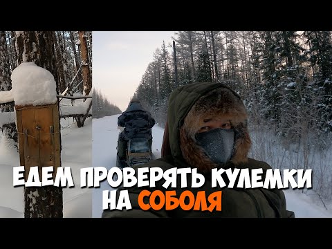 Видео: Едем проверять кулемки на соболя