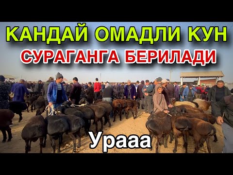 Видео: УЗГАЧА КУН! 2 НОЯБРЬ КУЙ КУЗИ НАРХЛАРИ 2025. КАШКАДАРЁ КАРШИ КАРВОН МОЛ БОЗОРИ НАРХЛАРИ 2025.