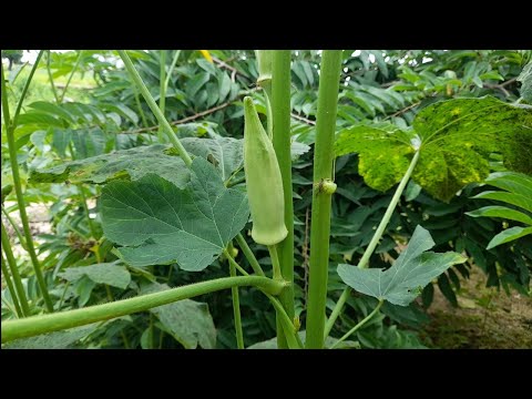 Видео: #12 Окра(бамия)- супер-овощ на моем огороде. Готовим в Африке (Гана).