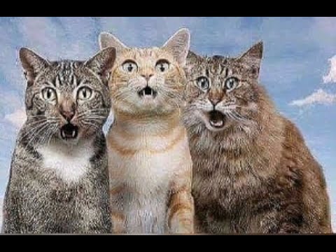 Видео: 😺 Коты для позитива! 🐈 Видео смешных котов и котят для хорошего настроения! 😻