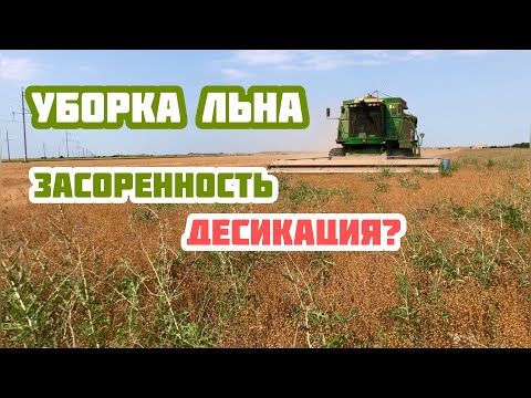Видео: Уборка льна в условиях засоренности латуком
