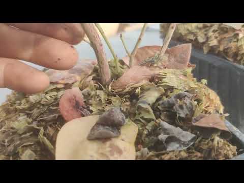 Видео: Инвитро или черенки? Выбор саженцев голубики