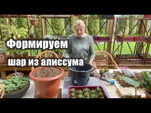 Видео: Формируем шар из алиссума