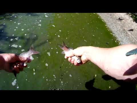 Видео: В этой луже рыба. В поисках крупной рыбы. Рыбалка руками! Спасение малька.