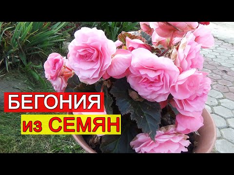 Видео: БЕГОНИЯ из СЕМЯН. Как посадить семена КЛУБНЕВОЙ БЕГОНИИ? Почему семена БЕГОНИИ не всходят?