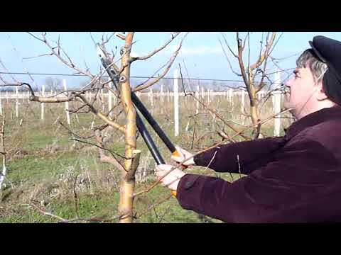 Видео: Обрезка яблони сорта Голден Делишес