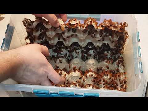 Видео: Купил 3000 туркменского таракана