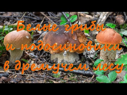 Видео: По грибы 2025! Белые грибы и подосиновики в дремучем лесу!