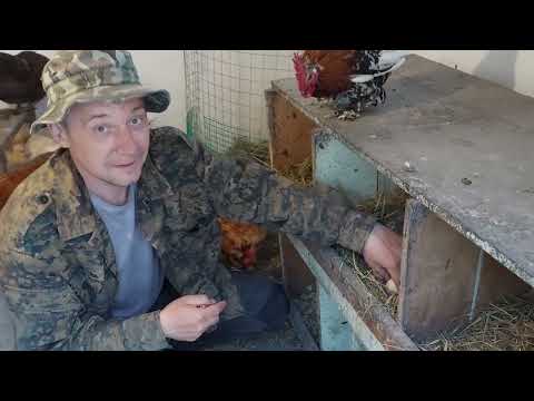 Видео: новая квочка голошейка / домашнее выращивание кур