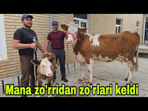 Видео: BUXORO ARZONCHISI MIZROBJON AND ASHUR bugun faqatgina liderlari 27 октября 2025 г.
