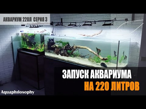 Видео: Запуск аквариума на 220 литров.