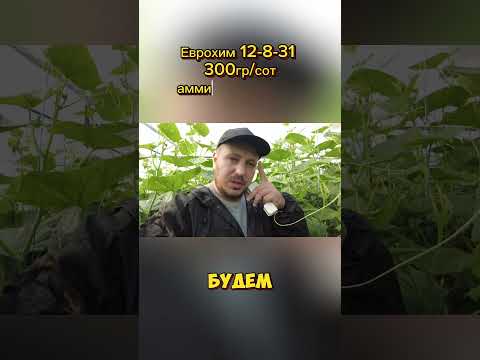 Видео: 7я подкормка огурца #cucumber #огурцы #farming