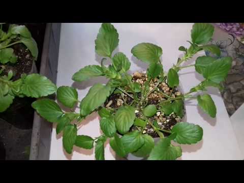 Видео: ФОРМИРУЮ АМПЕЛЬНУЮ ВИОЛУ.КАК ПРАВИЛЬНО СДЕЛАТЬ ОБРЕЗКУ.