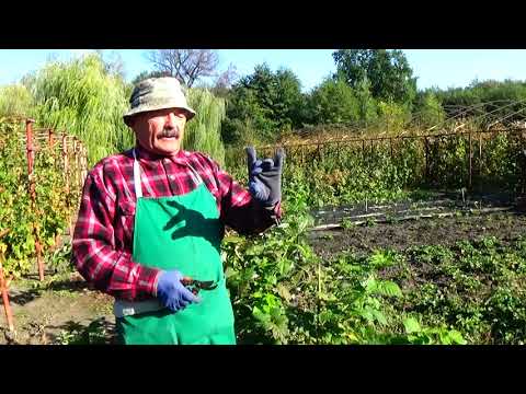 Видео: Малина: как заготовить саженец для его 100% приживаемости!
