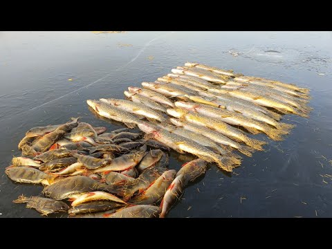 Видео: НАЧАЛО ЗИМНЕГО СЕЗОНА РАДУЕТ, ЩУКА НА ЖЕРЛИЦЫ. ОКУНЬ НА МОРМЫШКУ