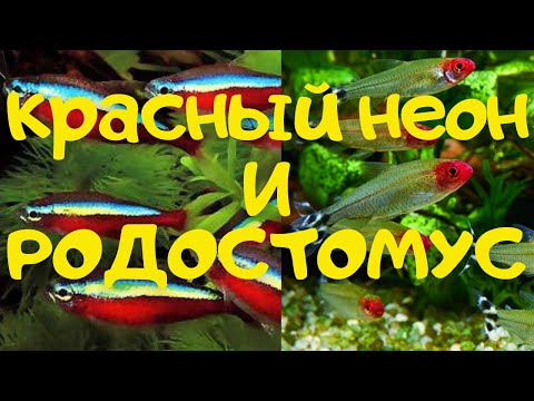Видео: РОДОСТОМУС и КРАСНЫЙ НЕОН.  Содержание и разведение.