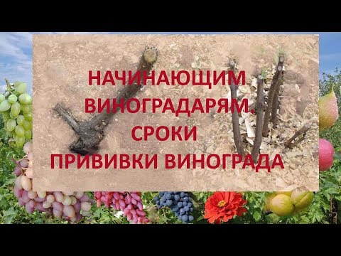 Видео: @Начинающим виноградарям. Прививка винограда. Сроки