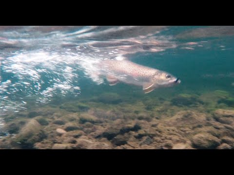 Видео: Ловля ленка и хариуса на муху, Хабаровский край, октябрь 2021. 2 часть