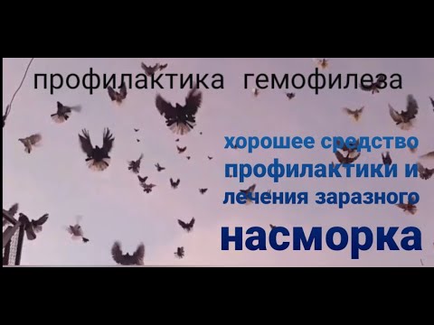 Видео: Очень действенное средство профилактики и лечения гемофилеза у голубей (заразный насморк).