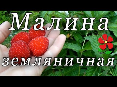 Видео: Малина земляничная - это вкусно, если правильно!