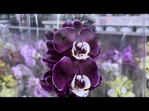 Видео: Орхидейная прогулка! 29.11.2022