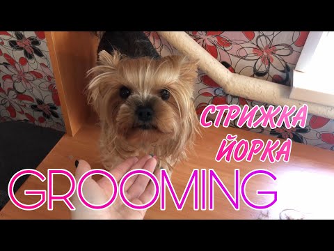 Видео: СТРИЖКА ЙОРКА | КАК ПОСТРИЧЬ СОБАКУ