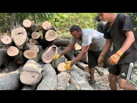 Видео: 17 вересня 2023 р.🪵STIHL MS462C-M💪💪💪