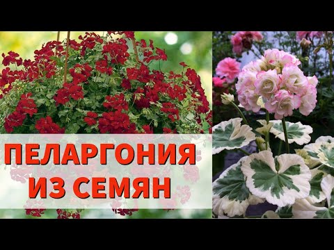 Видео: ЭТОТ ЦВЕТОК МОЖЕТ ЗАМЕНИТЬ ДАЖЕ ПЕТУНИЮ! ПЕЛАРГОНИЯ ИЗ СЕМЯН - ЭТО ОЧЕНЬ ПРОСТО И КРАСИВО