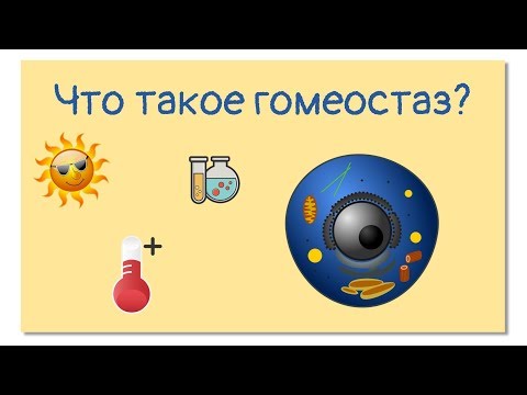 Видео: Гомеостаз. Внутренняя среда организма. Принцип отрицательной обратной связи | Тело человека