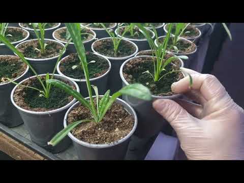 Видео: Что творит ризопон с черенком цветов.Важно так сделать с укоренённым черенком калибрахоа.