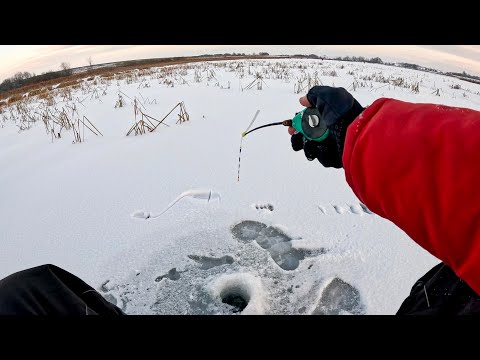 Видео: СТОИЛО ТОЛЬКО ЗАЛЕСТЬ В ТРАВУ, как КИВОК ЗАГНУЛО. Рыбалка на безмотылку на первый лёд 2023