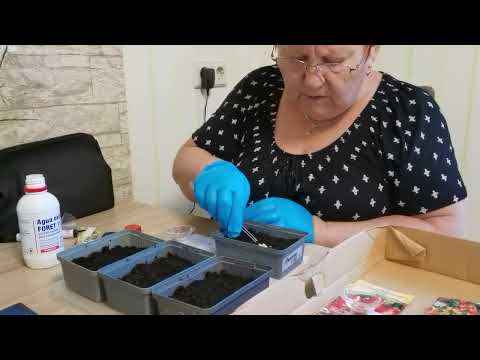 Видео: СЕЮ, СЕЮ, ПОСЕВАЮ! /1184