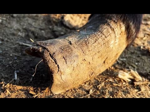 Видео: Внутри длинных копыт находятся железные ноги?