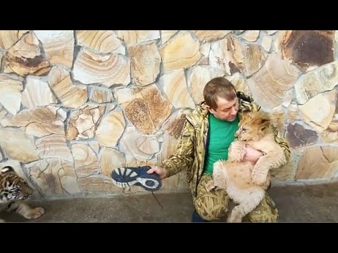 Видео: Мы пришли на ОБЕД К ТИГРАМ и знакомим их с тапком !