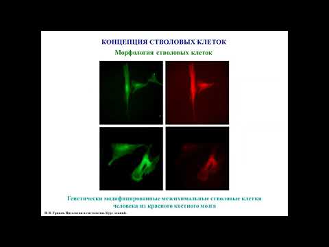 Видео: Концепция стволовых клеток