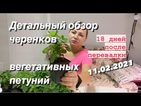 Видео: ОБЗОР ВЕГЕТАТИВНЫХ ПЕТУНИЙ в феврале, купленных черенками в интернет-магазине. Черенкование петуний