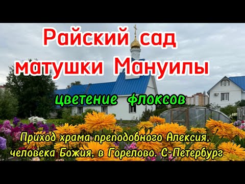 Видео: Райский сад матушки Мануилы. Цветение флоксов.