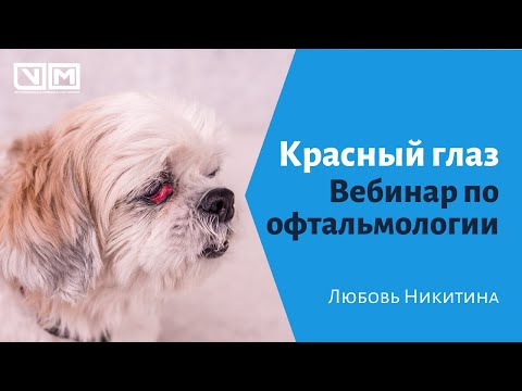 Видео: Красный глаз. Вебинар по офтальмологии.
