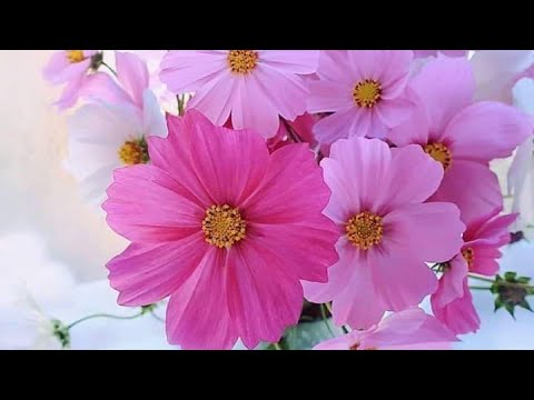 Видео: спикерская Мария, "4 шаг"