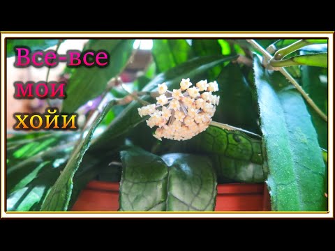 Видео: Все мои хойи 2024 /💚 My HOYA Collection | 100+ Species