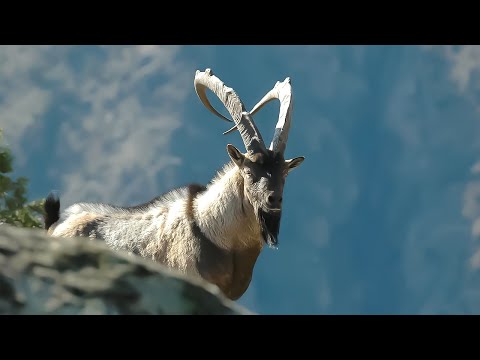 Видео: Необычные и редкие животные нетронутой природы Армении | Все как у людей