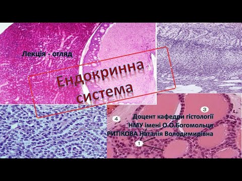 Видео: Лекція-огляд:    Ендокринна система