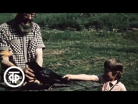 Видео: В объективе - животные. Мальчик и ворон (1987)