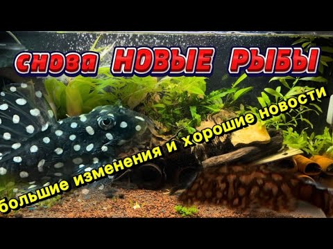 Видео: /СОМОзанятый\ НОВЫЕ ОЧЕНЬ ИНТЕРЕСНЫЕ РЫБЫ! ПРОИЗОШЛИ НЕРЕСТЫ. МАЛЬКИ И НОВЫЙ ПРОИЗВОД СОМОВ