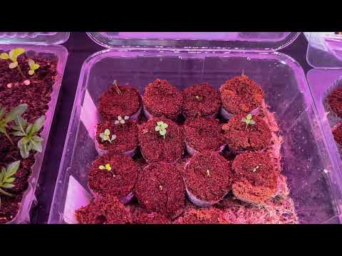 Видео: Рассада цветов посев от 7.02.24. Лук 🧅 Эксибишен -всходы 😢 боль#нравится#сад #garden