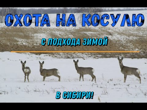 Видео: Охота на косулю с подхода зимой в Сибири 2021!