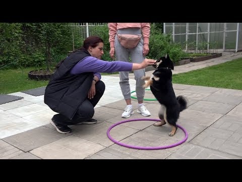 Видео: ДТ-61. Правильный щенок сиба-ину.