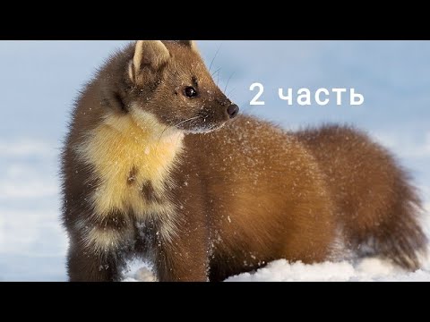 Видео: Охота на куницу. Эпизоды сезона 2023-24 гг (2 часть)