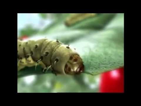 Видео: Проклейм применение инсектицида видео Сингента