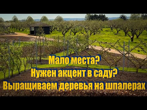 Видео: Vlog 515 - Выращивание деревьев и кустарников на шпалерах и релаксирующий шопинг.